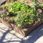 Veggie garden